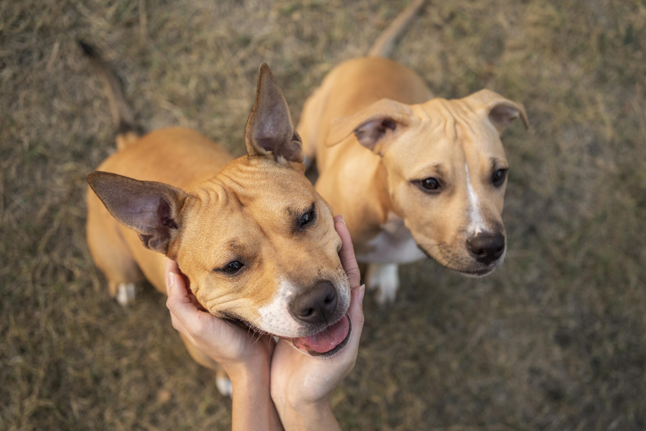 adorable-pitbull-dogs-looking-up