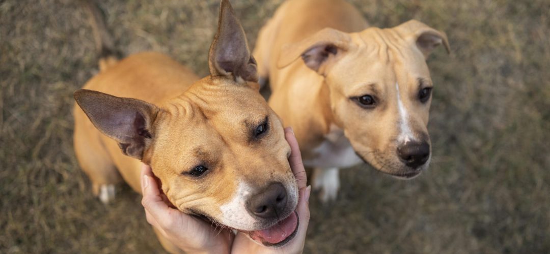 adorable-pitbull-dogs-looking-up